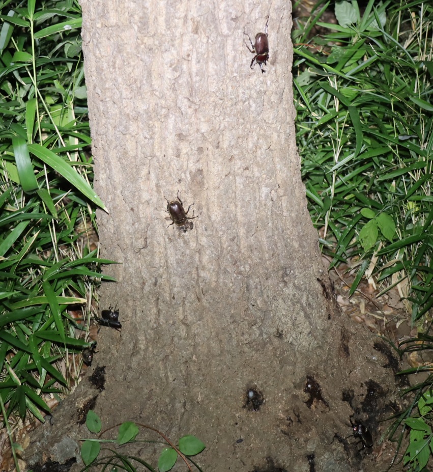 カブトムシ3♂1♀、ノコギリクワガタのペア_No7のクヌギ_クワガタ達のオアシス_2023年7月18日19時45分 気温31度